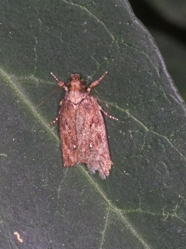 Réf. 276 785 : Depressaria albipunctella